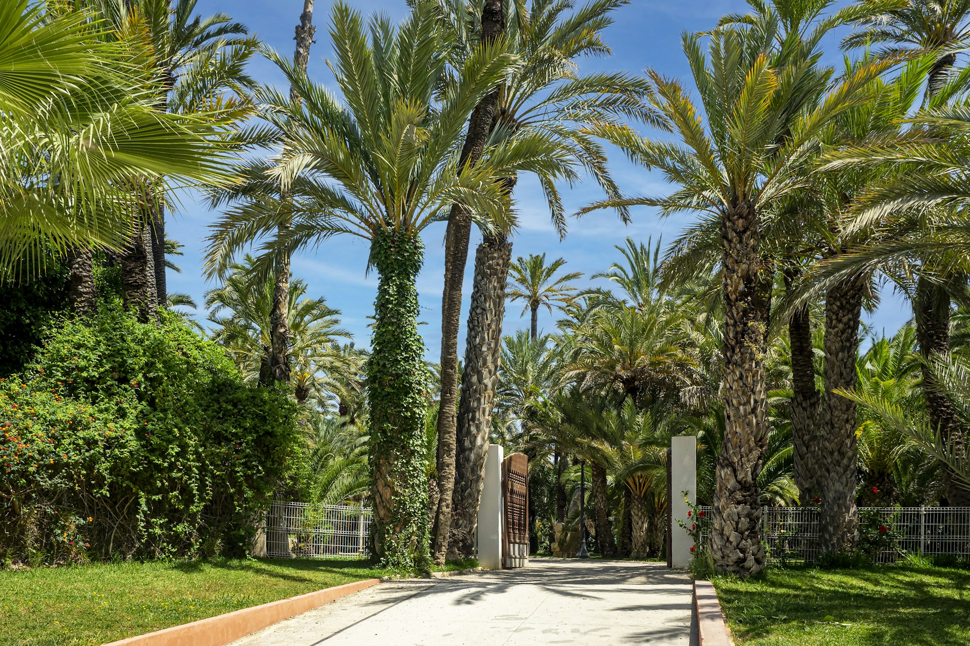 a path with palm trees and a fence