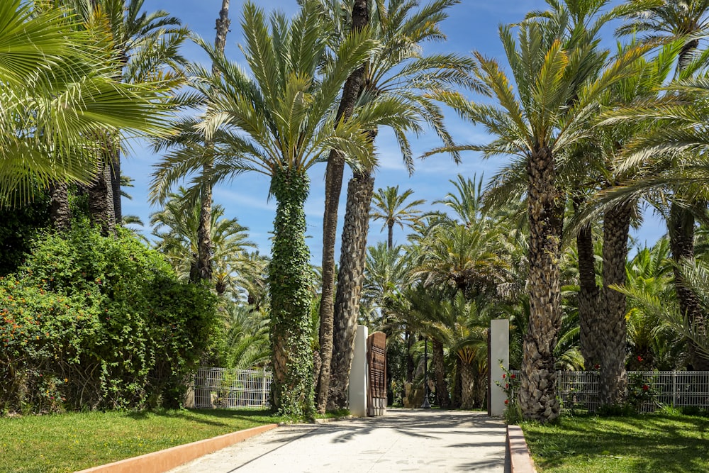 a path with palm trees and a fence
