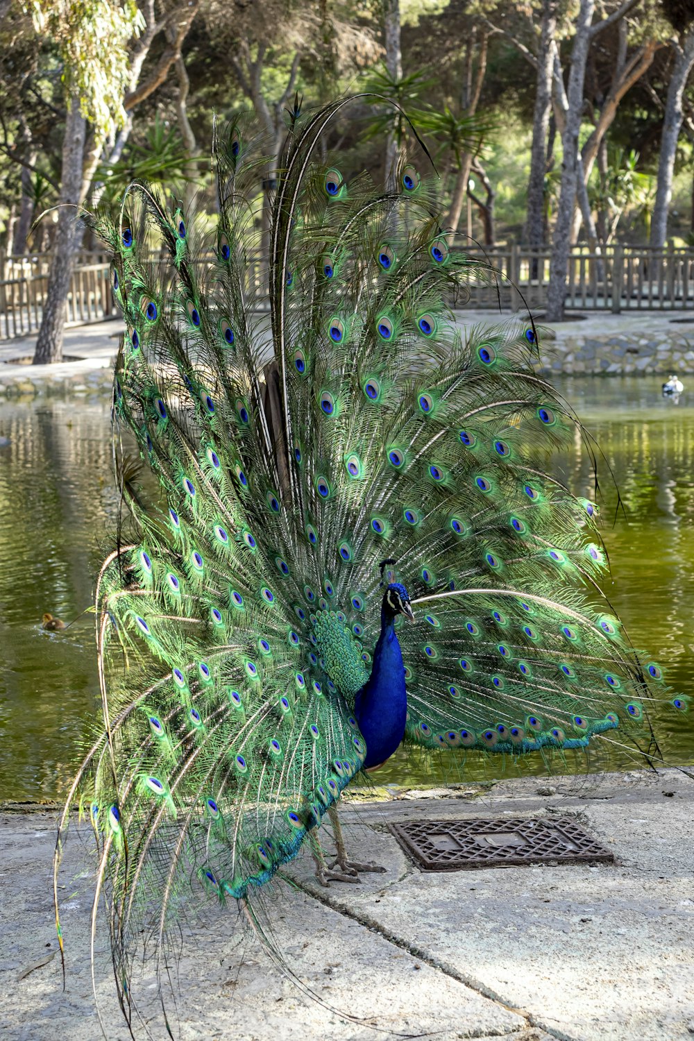 a peacock with its feathers spread