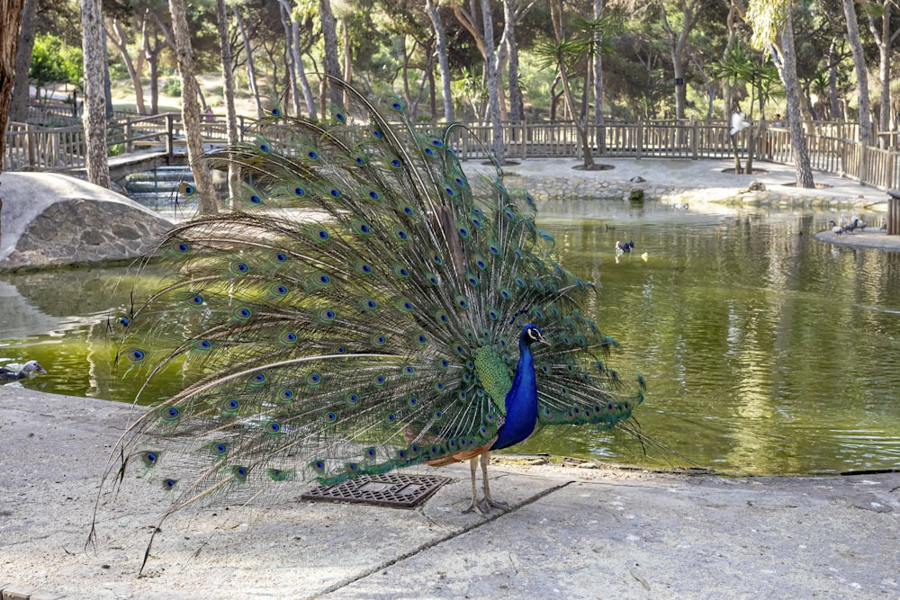 Un pavo real parado en una acera