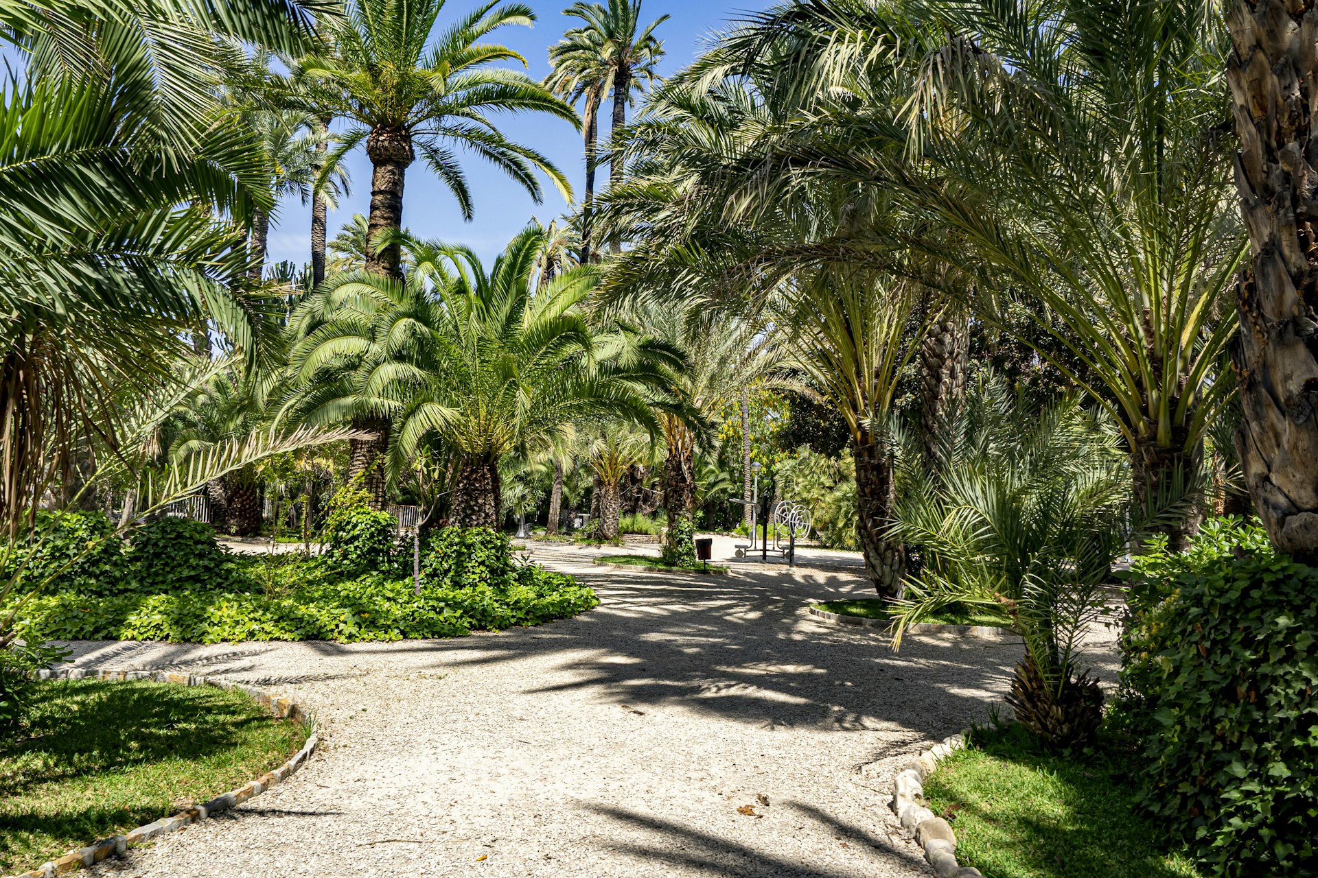 a path with palm trees and bushes