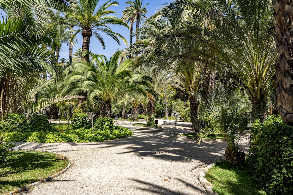 a path with palm trees and bushes