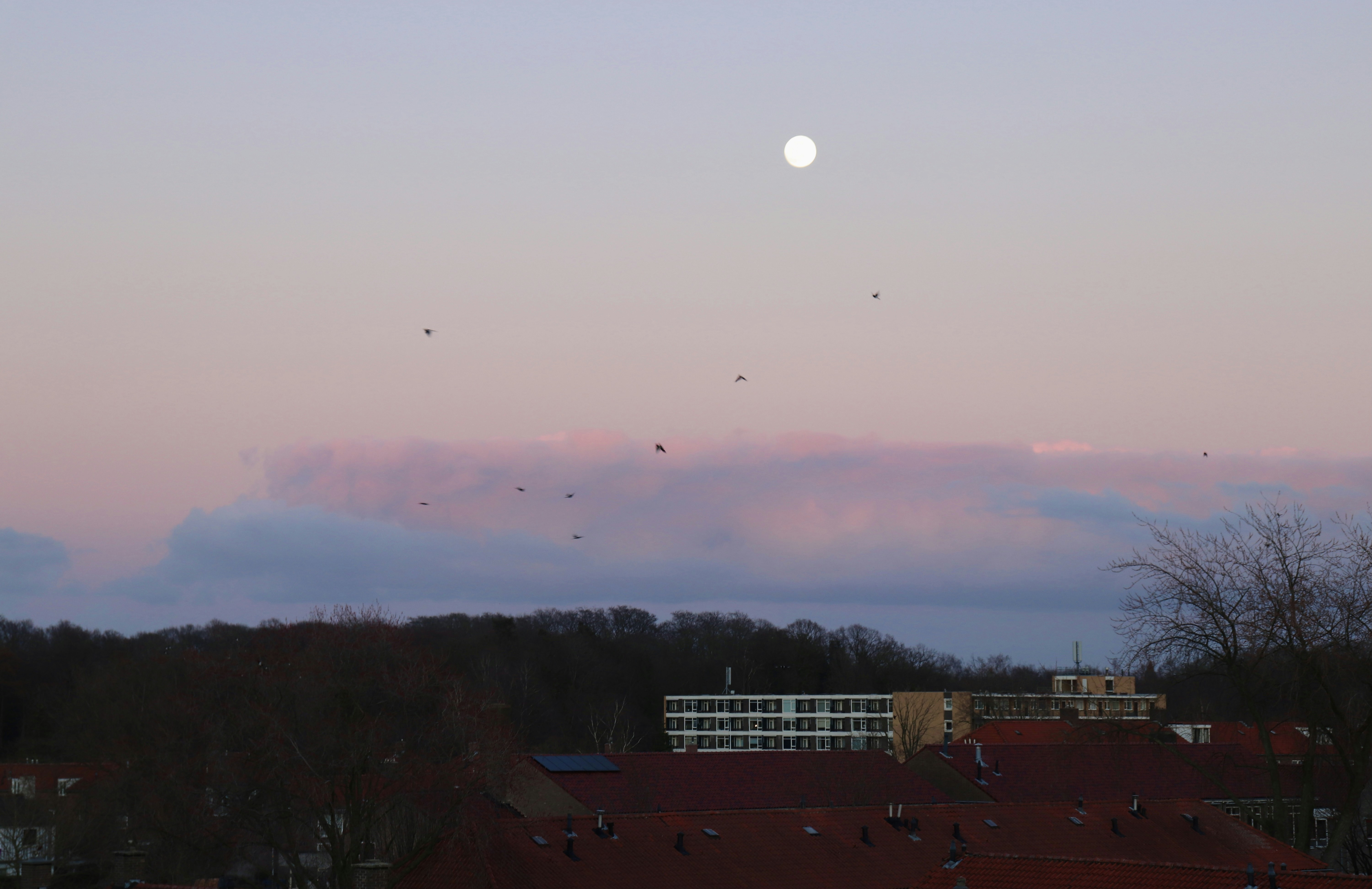 空を飛ぶ鳥のグループ