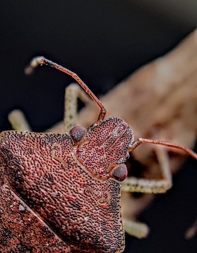 A detailed close-up of a bug with a textured, brownish exoskeleton and two prominent antennae. The insect's surface appears dotted and rugged, showcasing its natural camouflage.