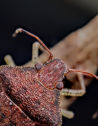 A detailed close-up of a bug with a textured, brownish exoskeleton and two prominent antennae. The insect's surface appears dotted and rugged, showcasing its natural camouflage.