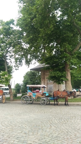 A horse-drawn carriage is parked on a cobblestone street under large, leafy trees. The carriage has a traditional design with red and blue accents and is harnessed to a brown horse. In the background, other carriages and a white van can be seen, alongside an old stone structure partially obscured by the trees.