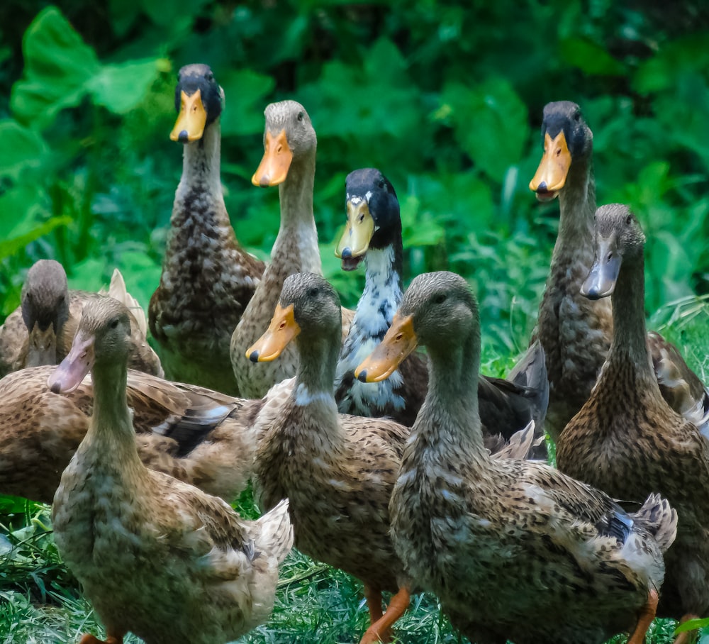 a group of ducks