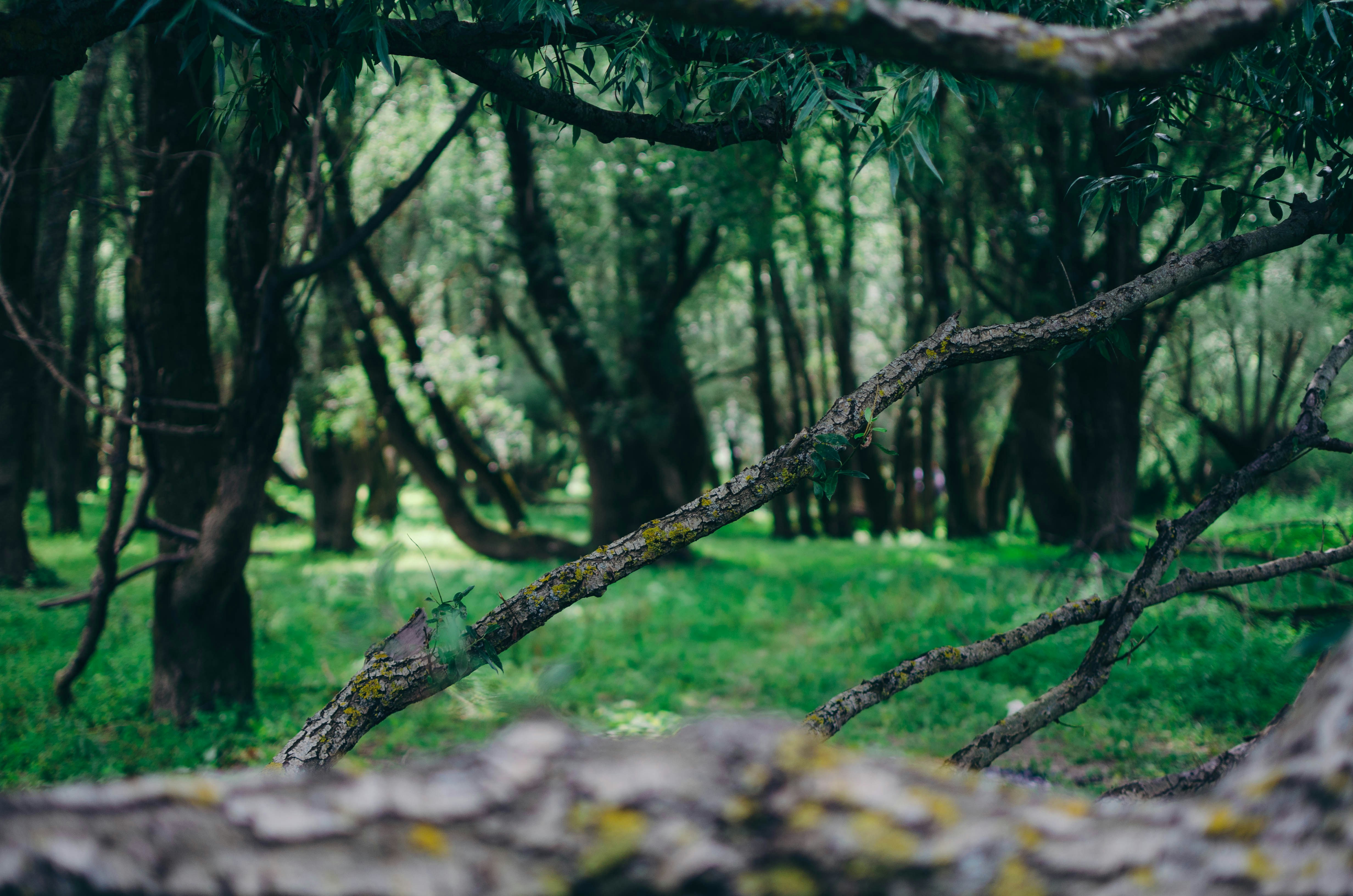 Photo by nightcrawler