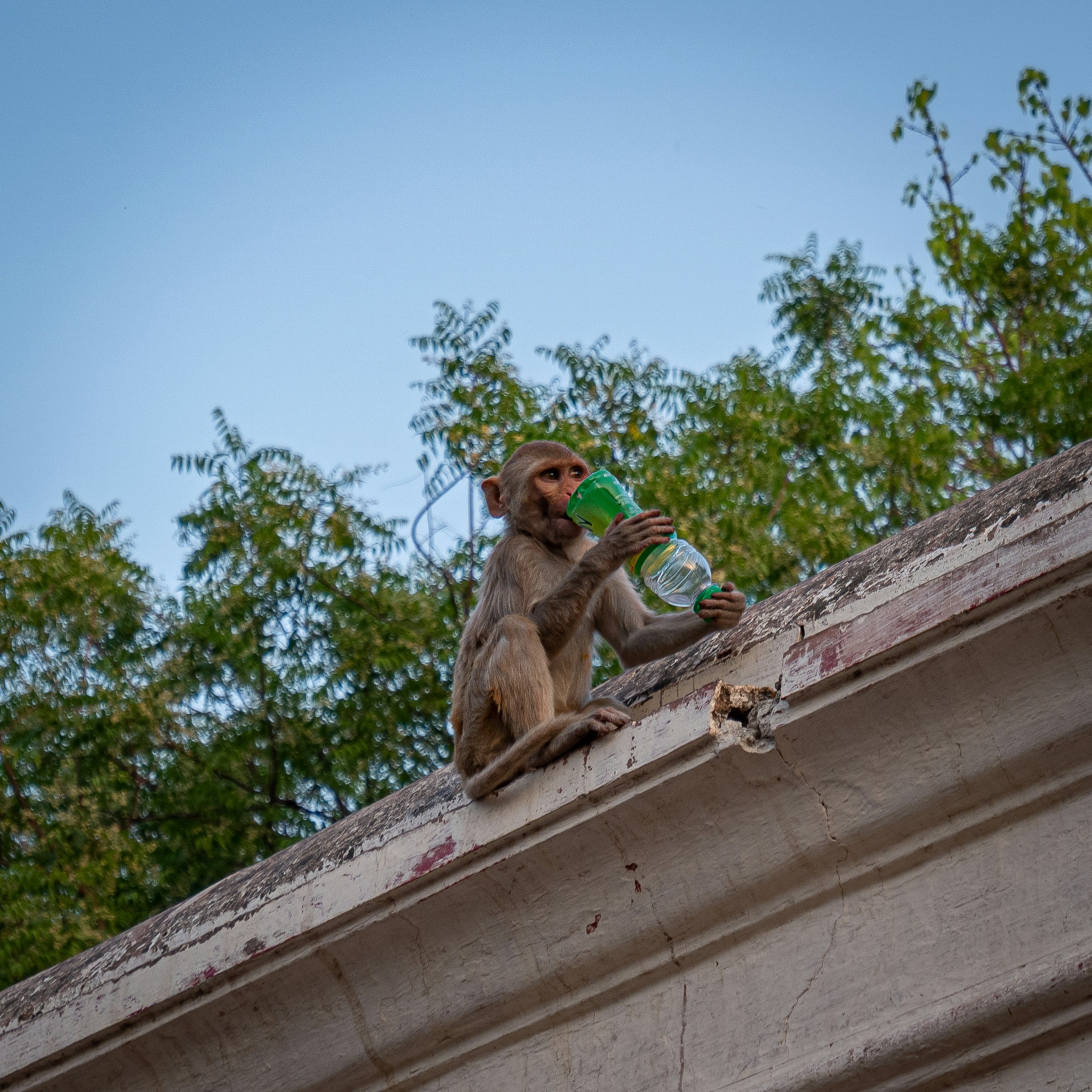 a monkey sitting on a roof