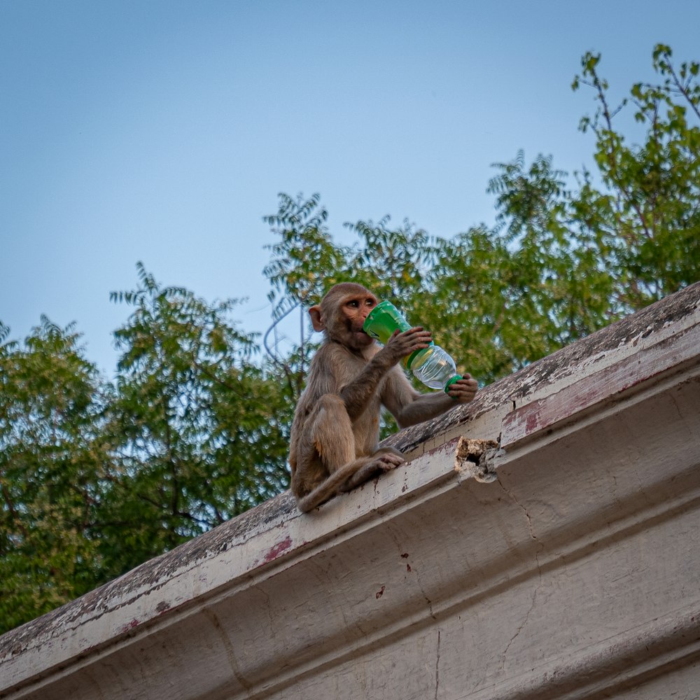 a monkey sitting on a roof