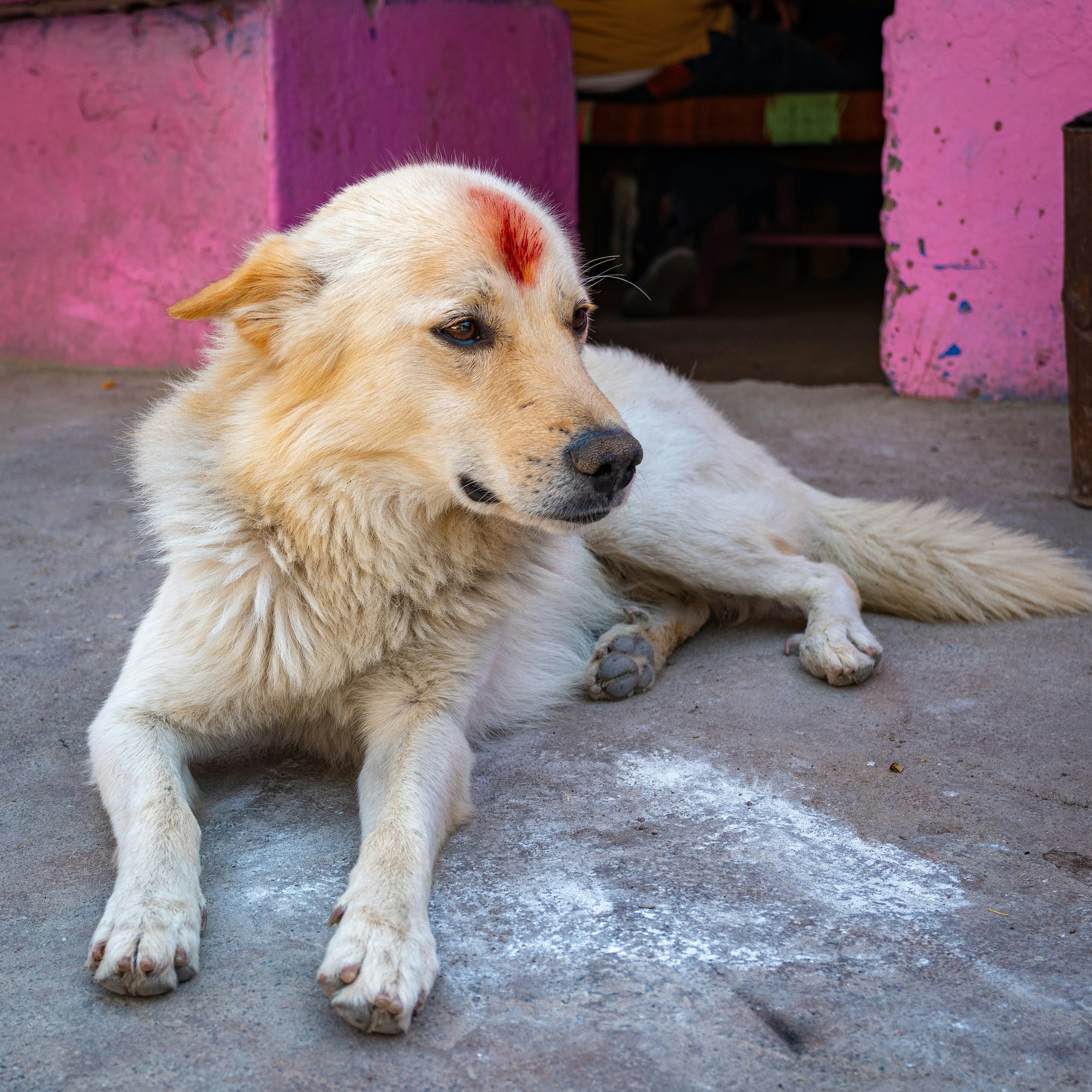 a dog with a red spot on its head