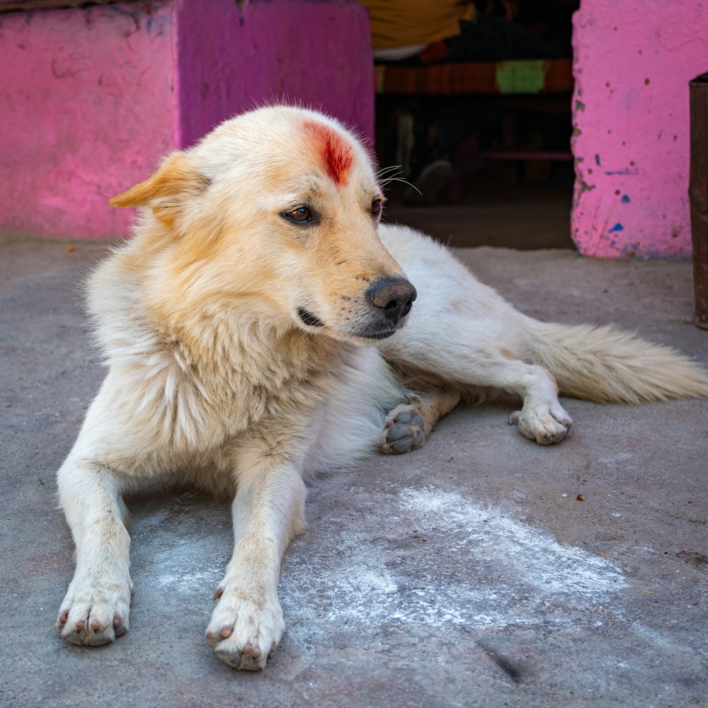 a dog with a red spot on its head