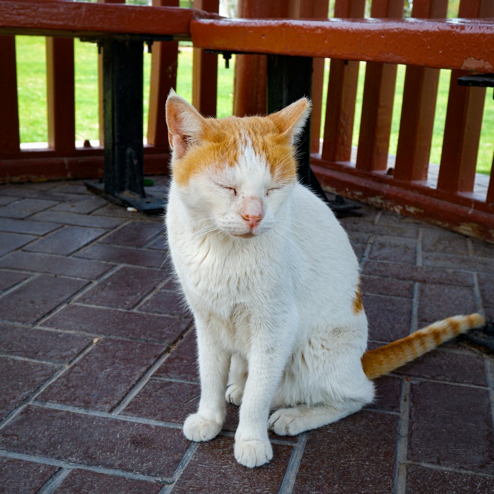 a cat sitting on a brick surface