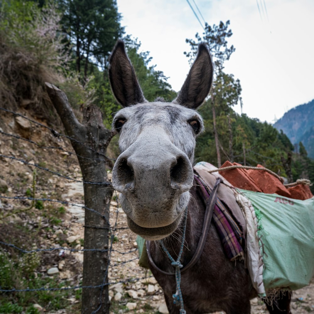 a donkey with a saddle on its back