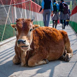 A detailed map tracking recent cow smuggling incidents.