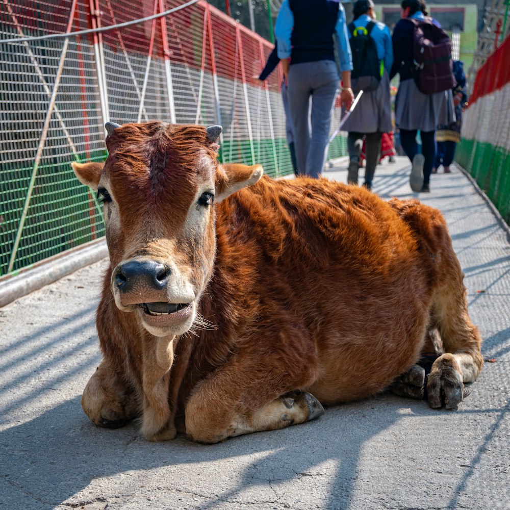 a brown animal lying on pavement