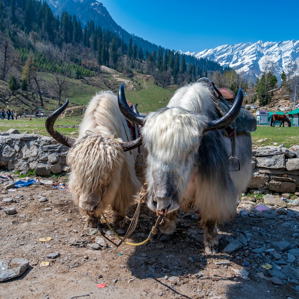 a group of yaks on a rocky hillside