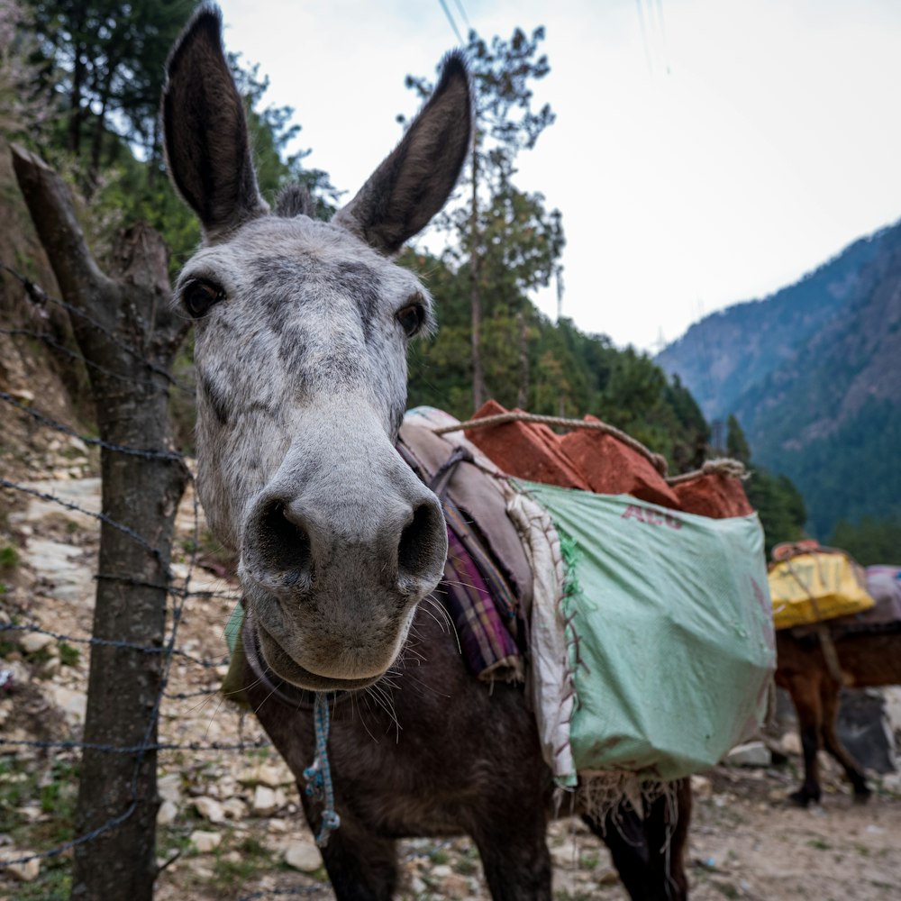 a donkey with a saddle on its back