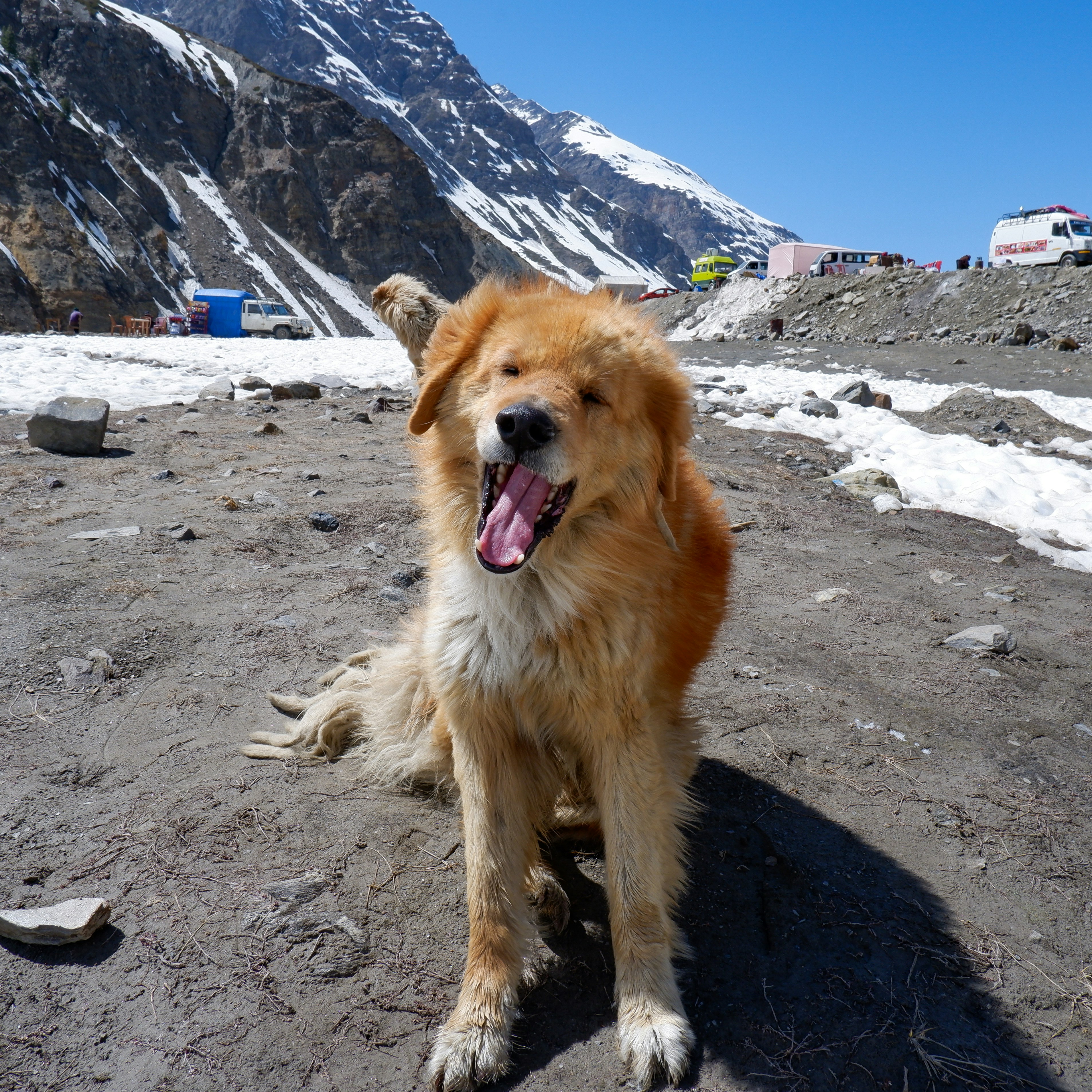 a dog sitting on a rocky beach