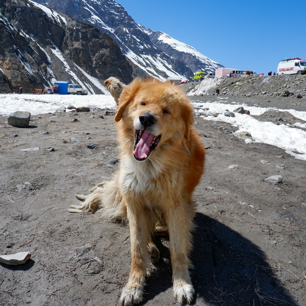 a dog sitting on a rocky beach