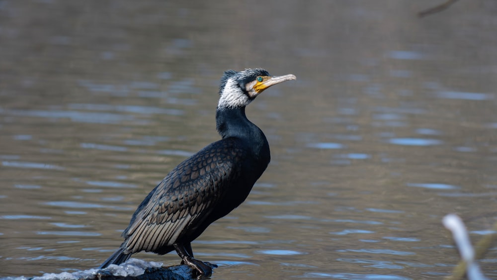 a bird standing on a rock