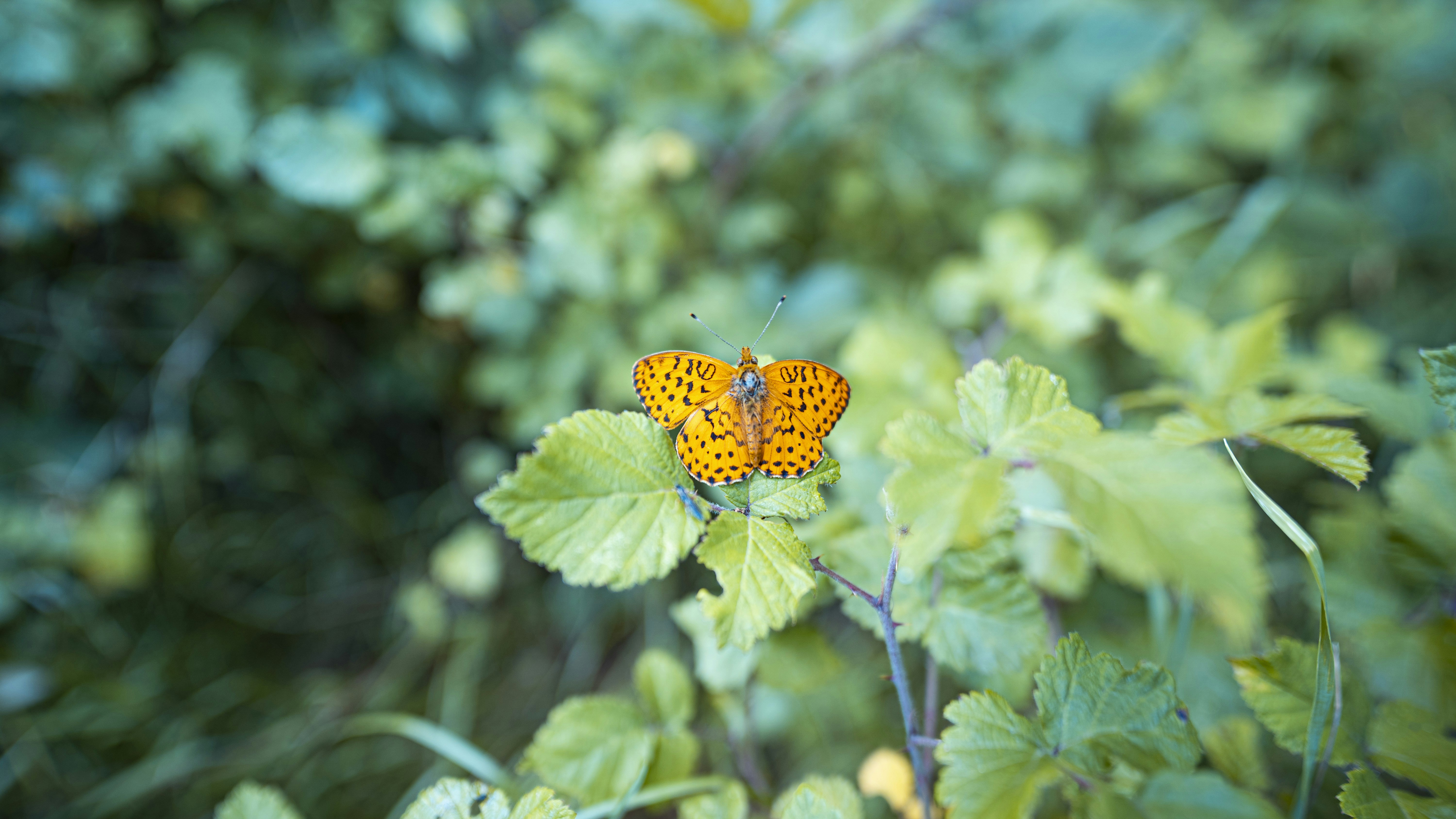 Photo by mathieustern