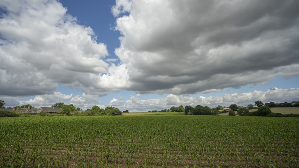 Un gran campo verde