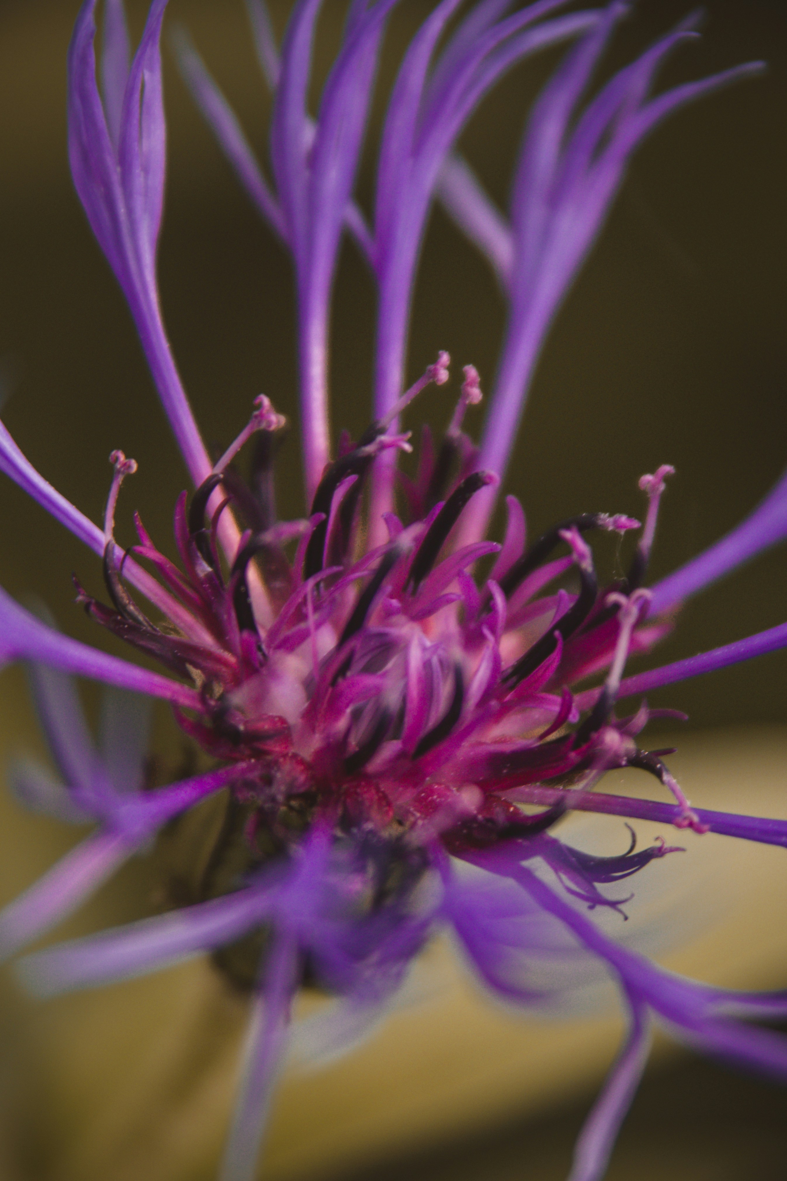 Photo by sam_badmaeva