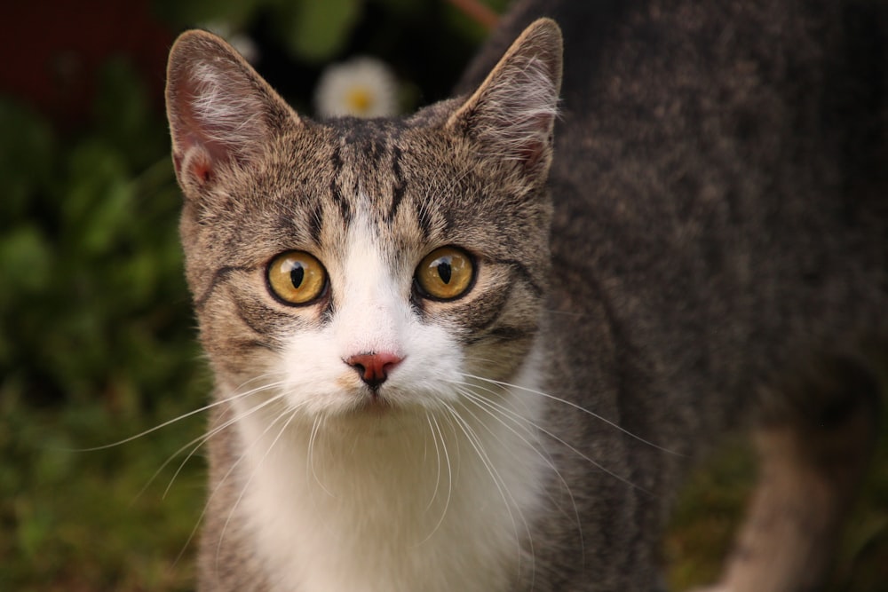 a cat looking at the camera