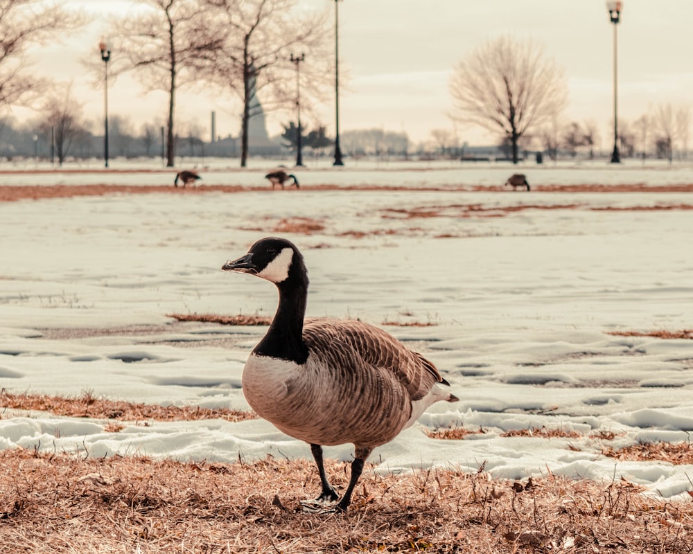 Eine Ente läuft auf einem zugefrorenen See