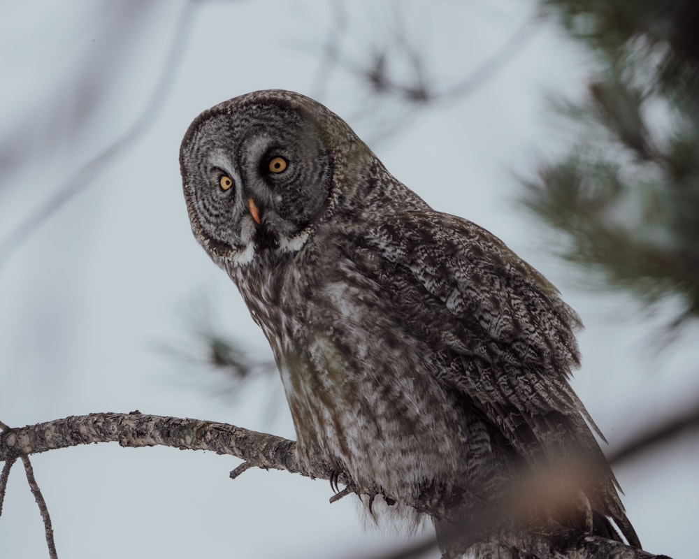 an owl on a branch