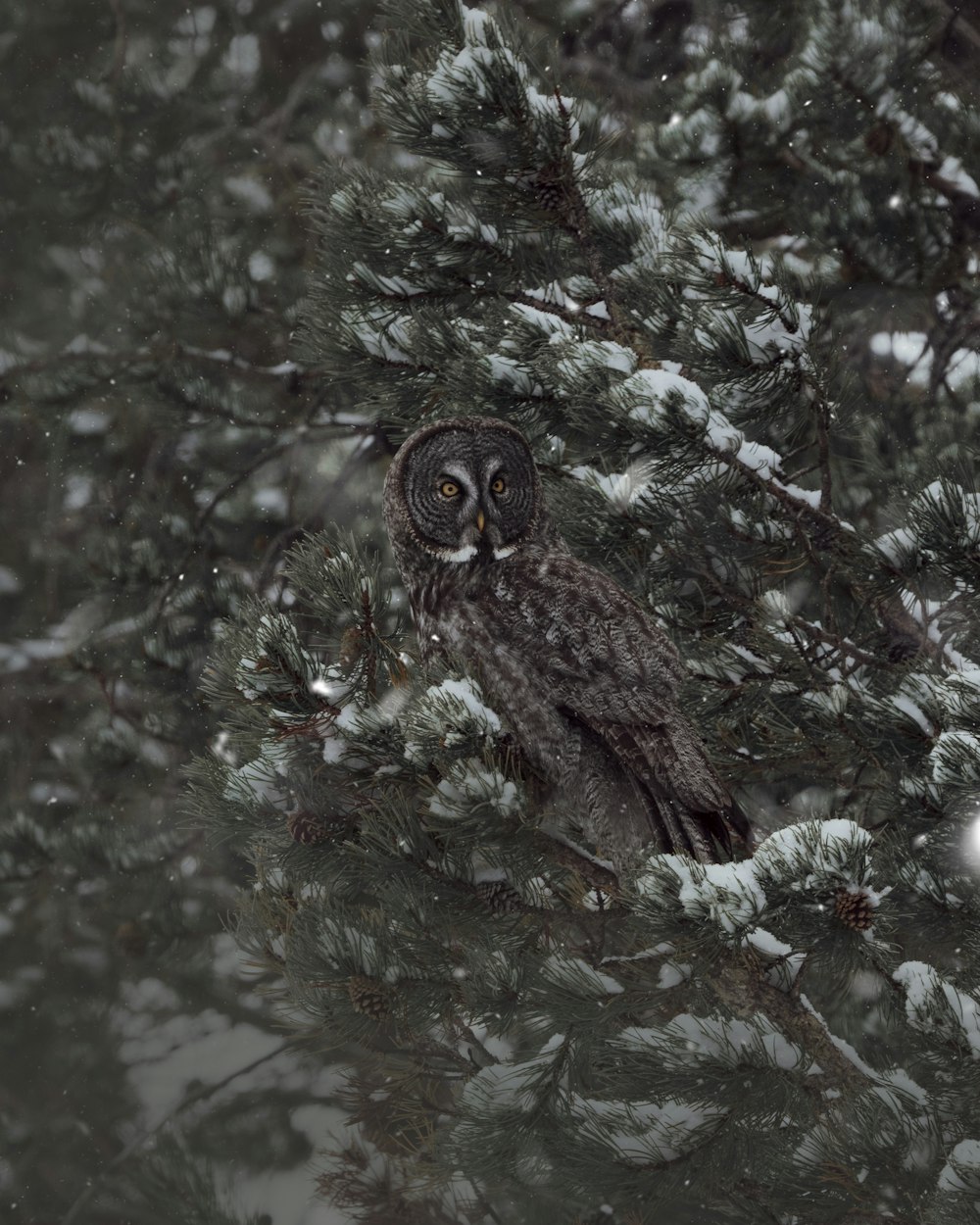 an owl in a snowy forest