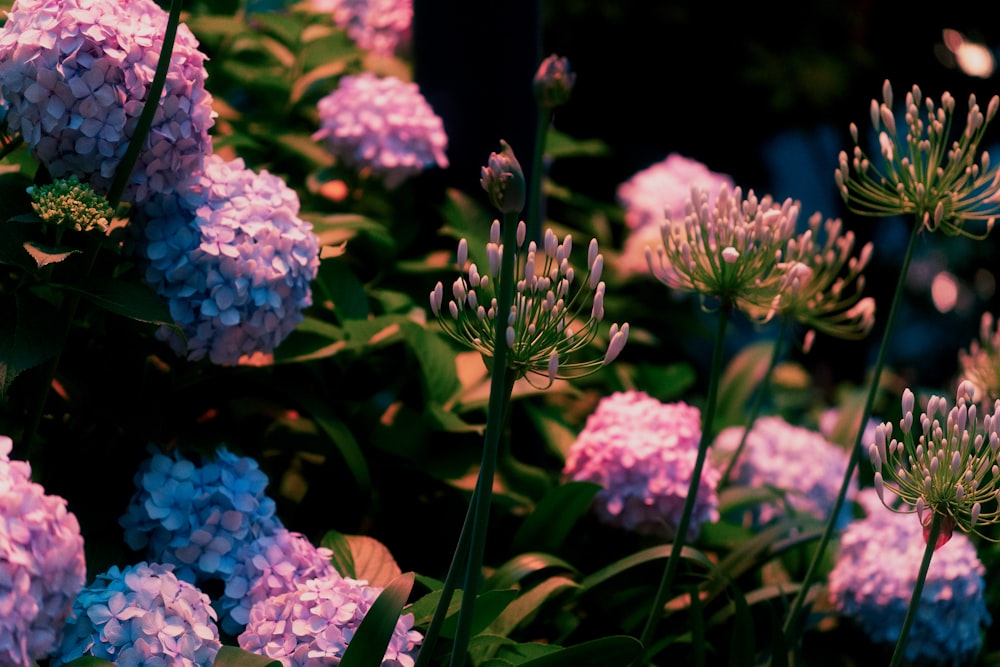 a close up of purple flowers