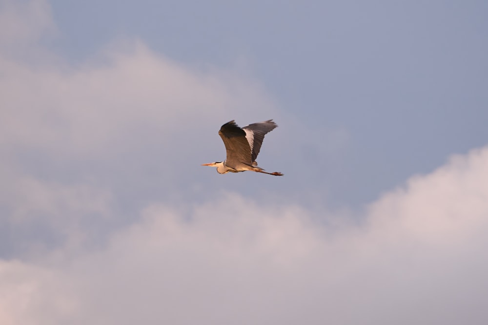 a bird flying in the sky