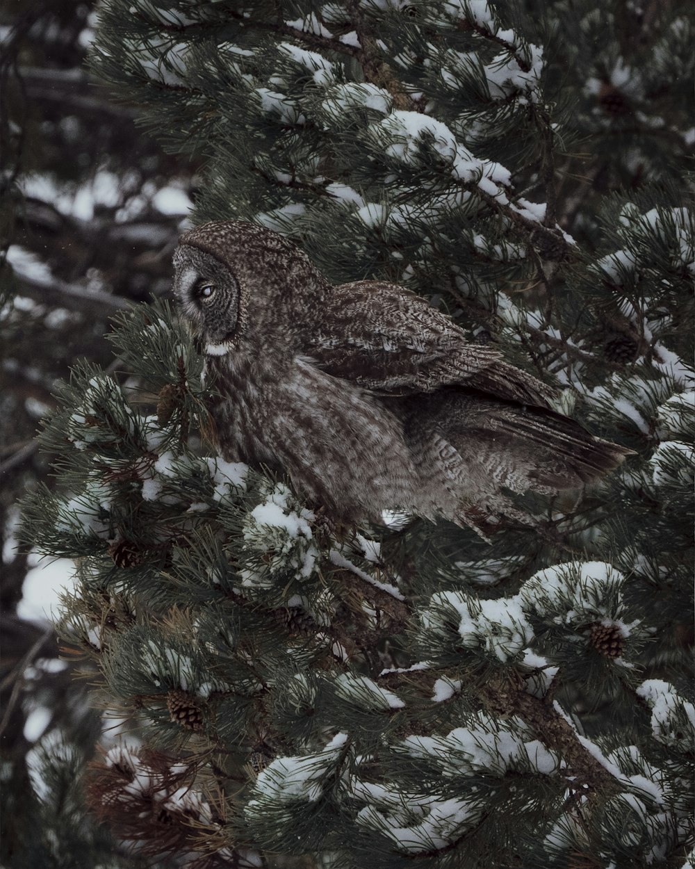 Un oiseau dans un arbre