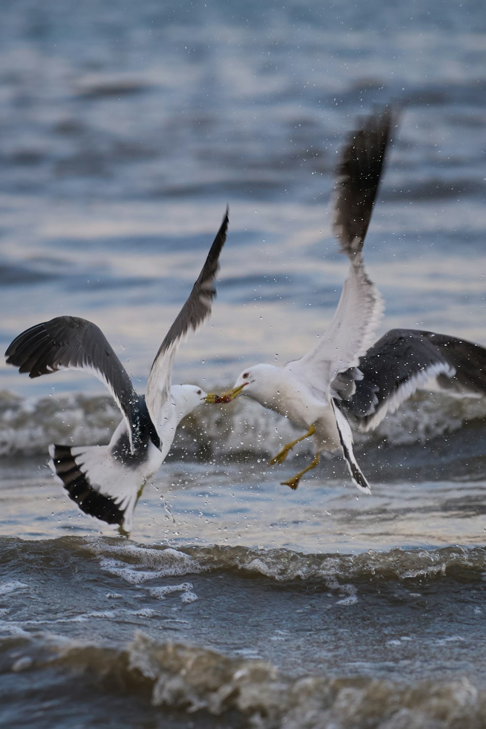 birds flying over water