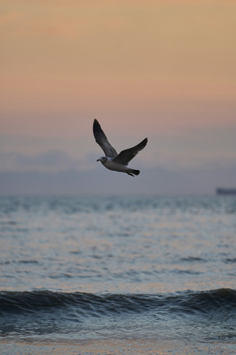 a bird flying over the ocean