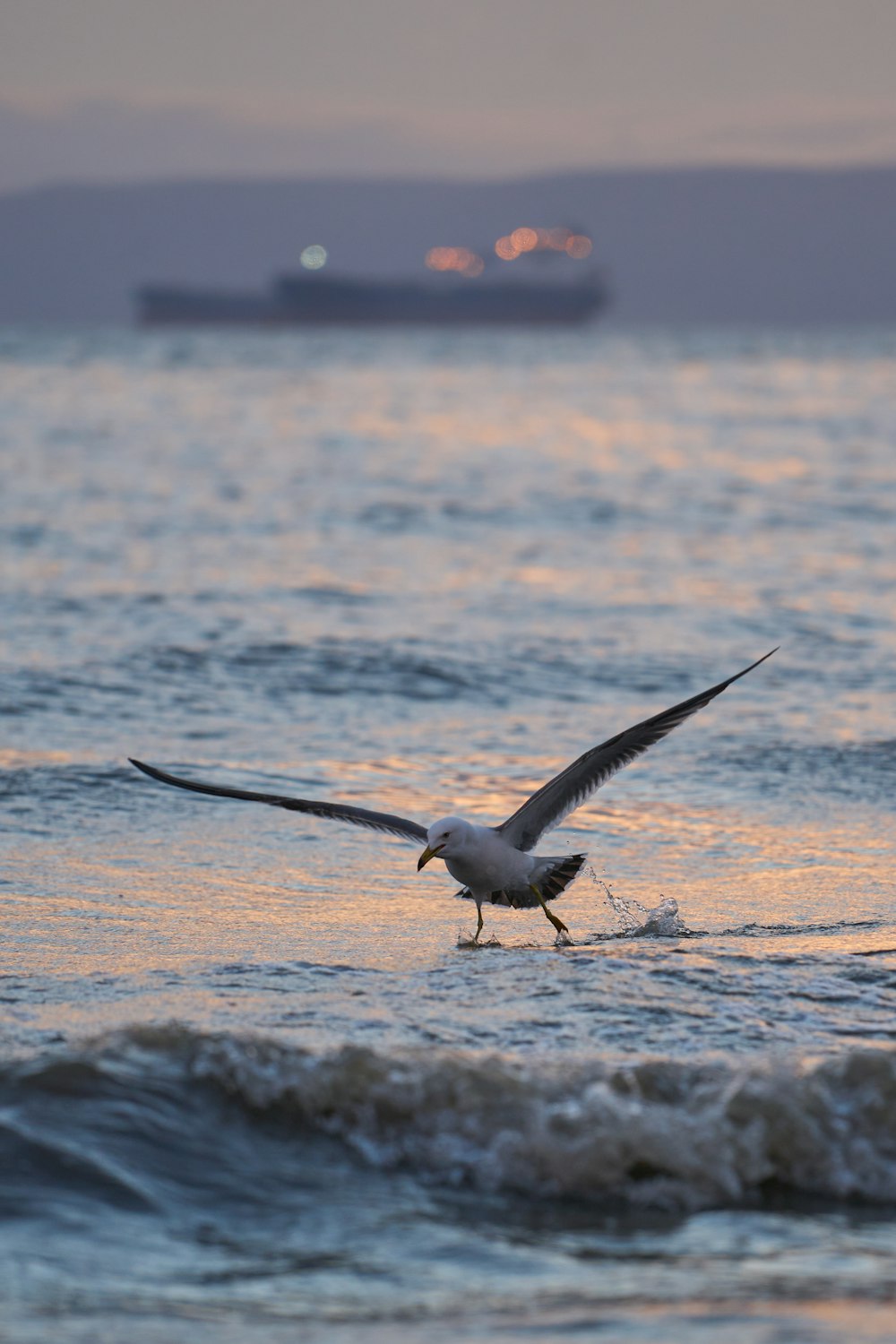 a bird flying over the ocean