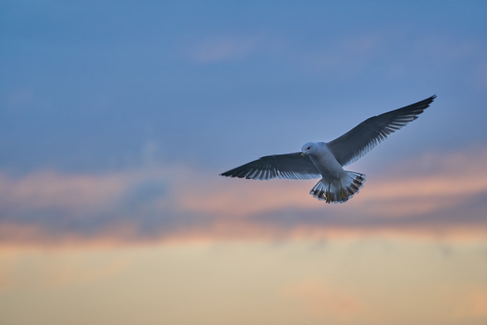 Un pájaro volando en el cielo