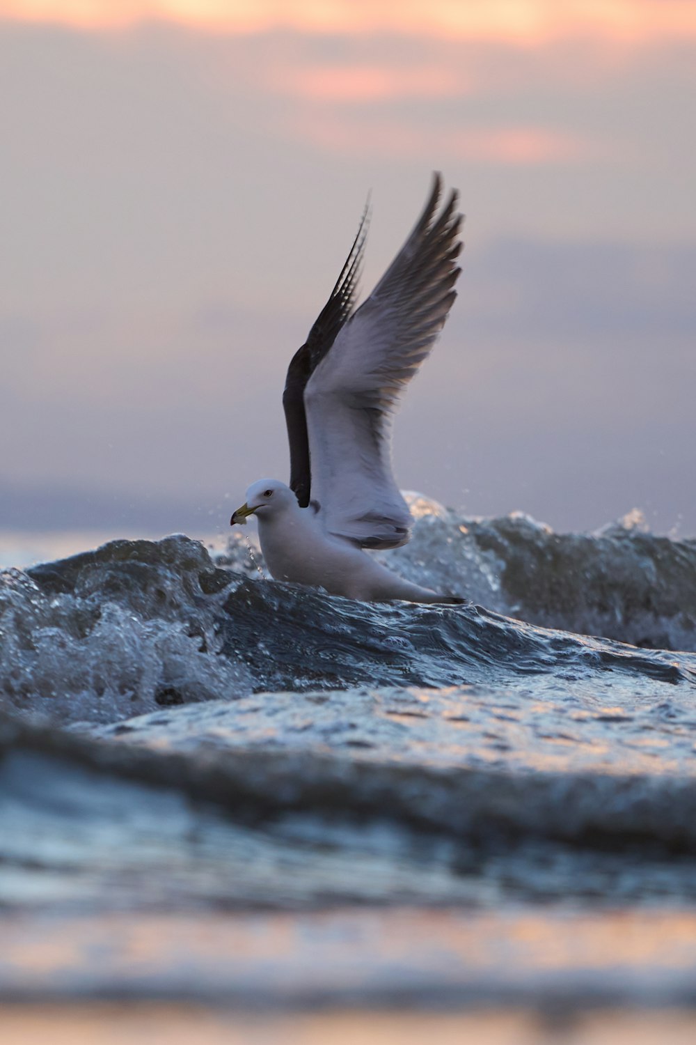 a seagull flying over a body of water