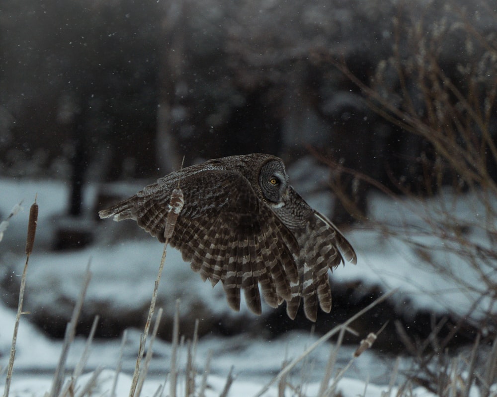 Un uccello che vola nella neve