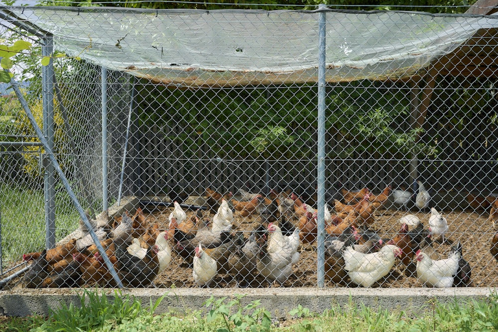 a group of people in a cage