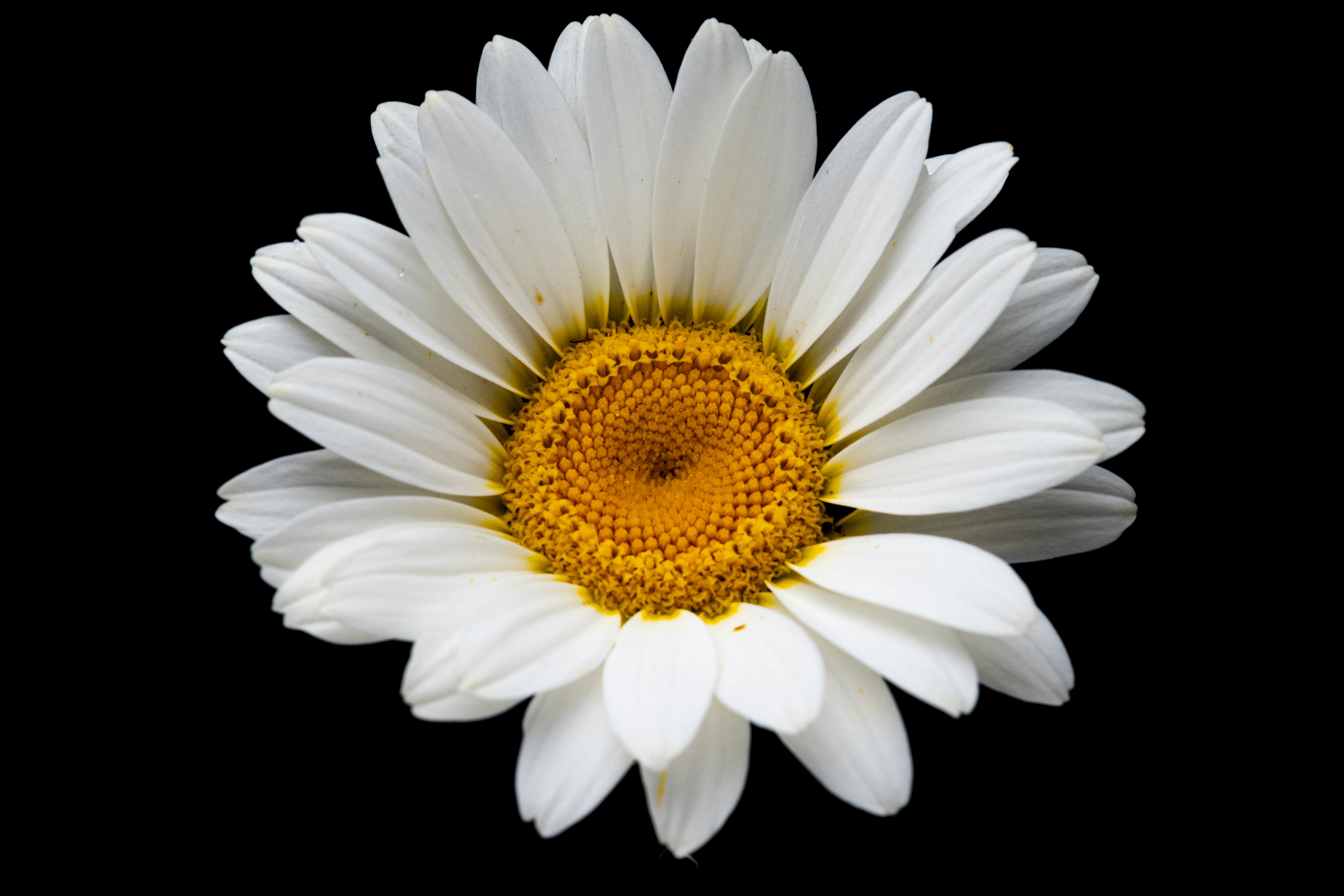 Photo by marcoangelo