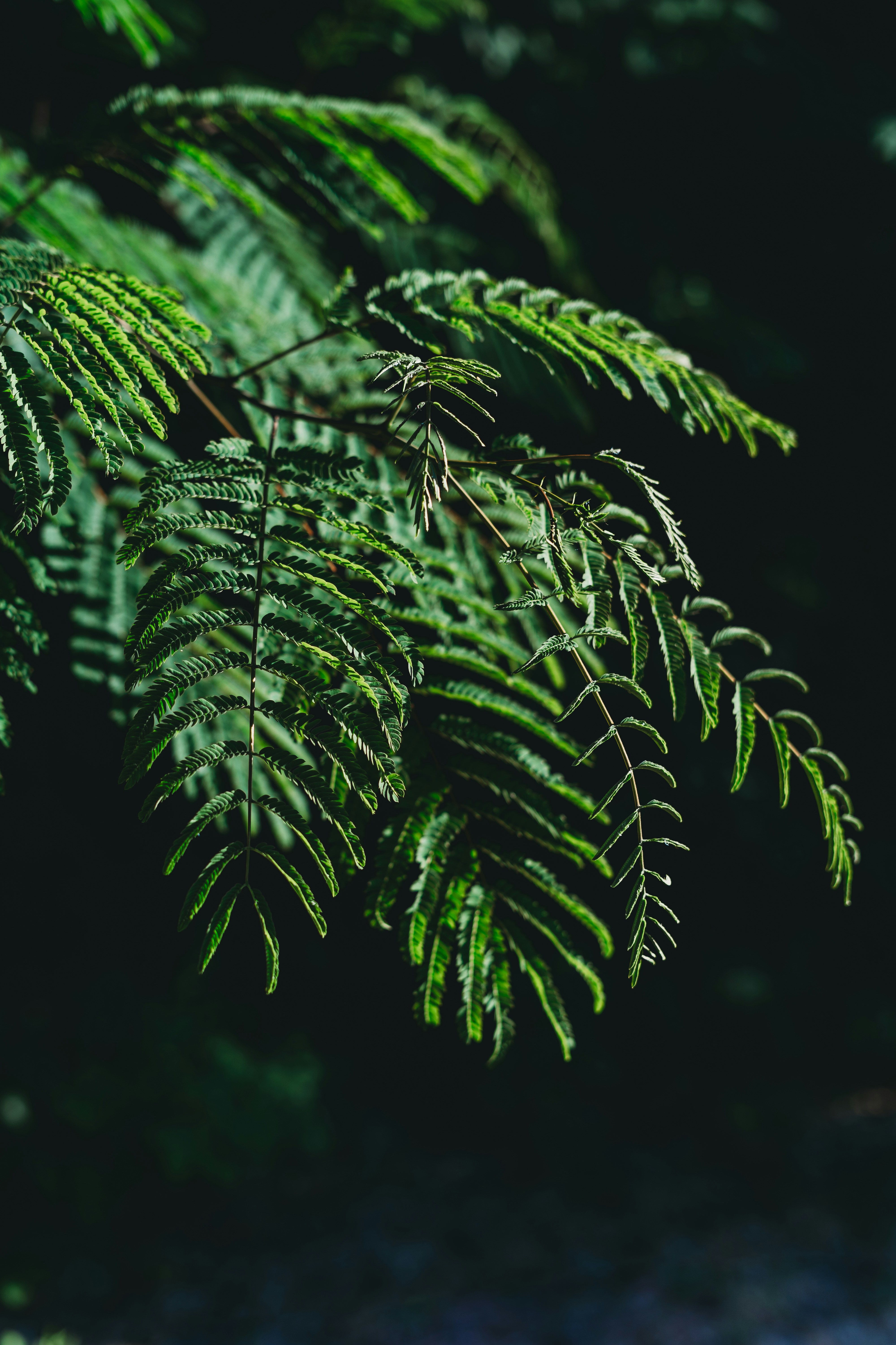 Photo by stevenvanelk