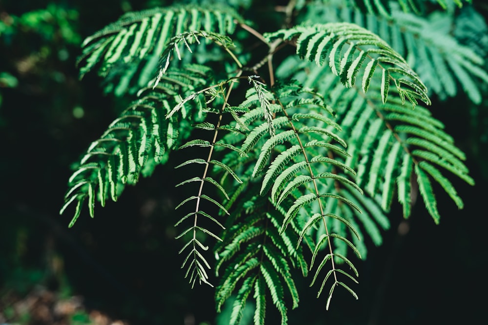 a close up of a plant