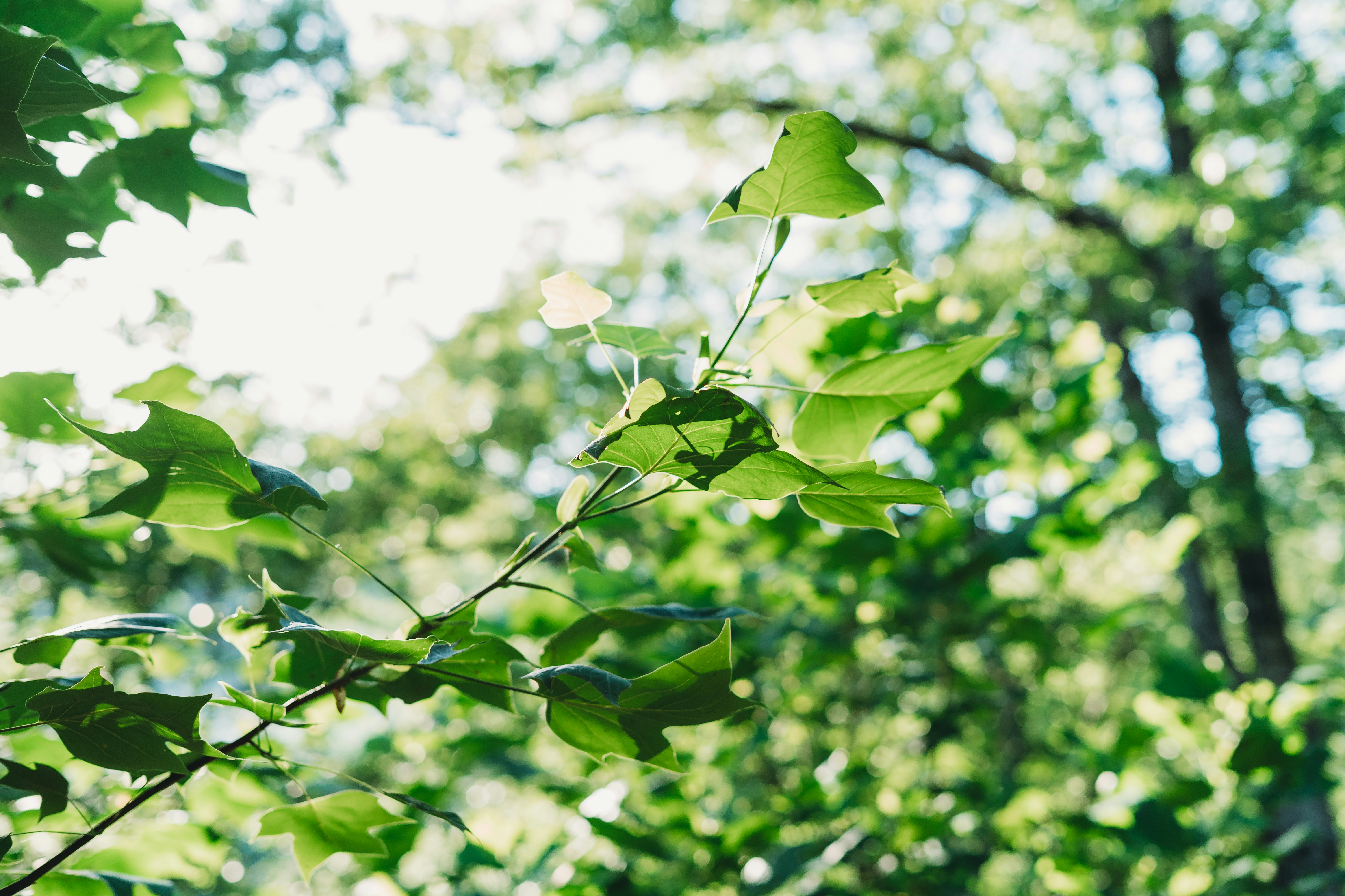 Photo by stevenvanelk