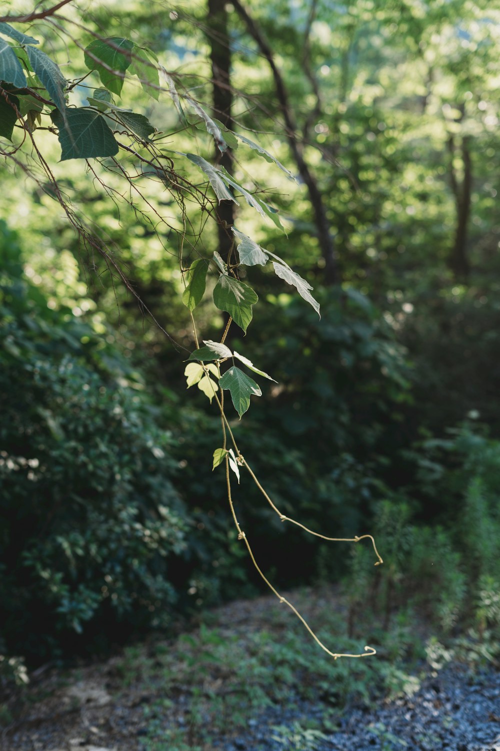 a bird perched on a tree branch