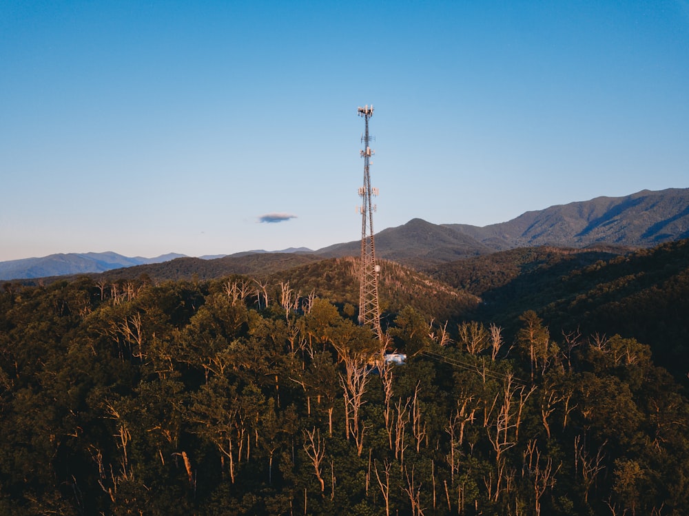 a tree with a mountain in the background