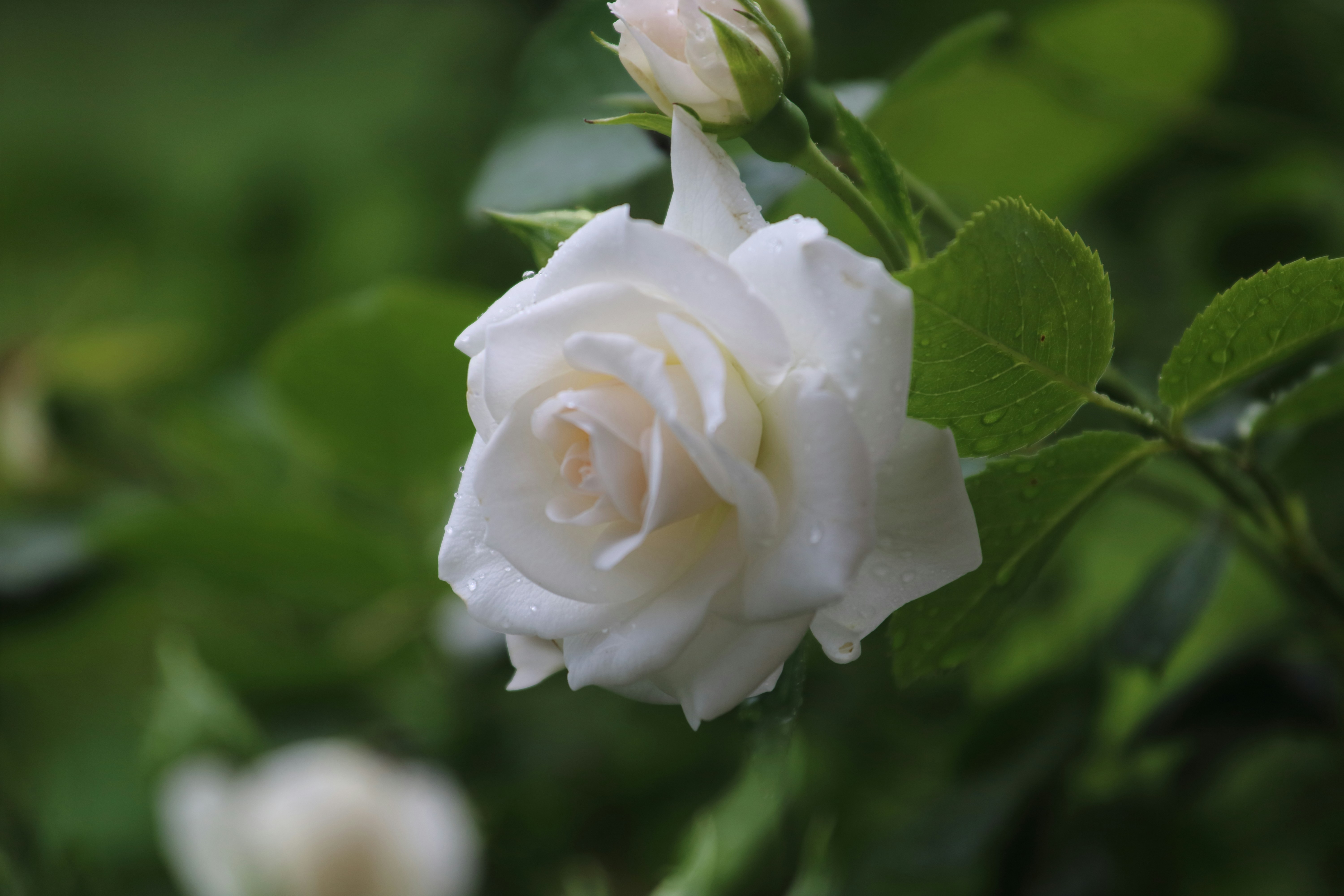 Photo by simenbrenkovich