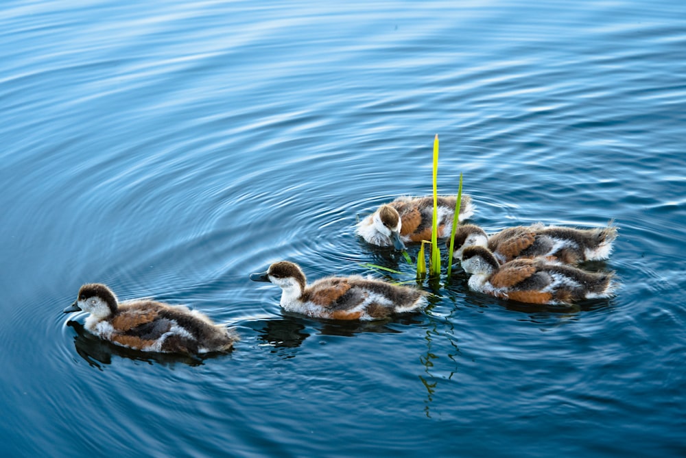 a duck swimming in a body of water